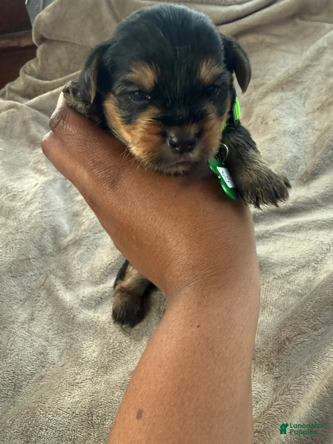 Yorkshire Terrier dogs for sale: Egypt - Ad 1