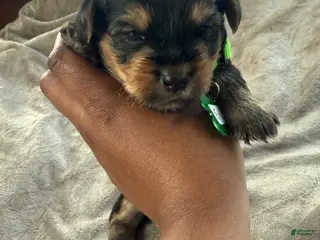 Yorkshire Terrier dogs Egypt - Ad 2