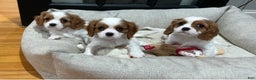 Cavalier King Charles Spaniel dogs for sale: Girl 1  - Ad 13