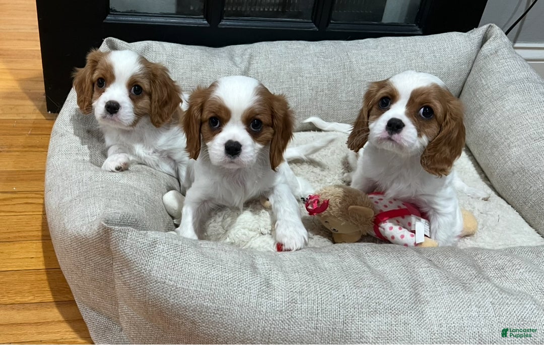 Cavalier King Charles Spaniel dogs for sale: Girl 1  - Ad 13