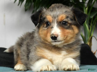 Australian Shepherd dogs - Ad 5