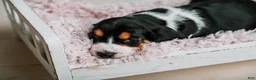 Basset Hound dogs for sale: Daisy  - Ad 6