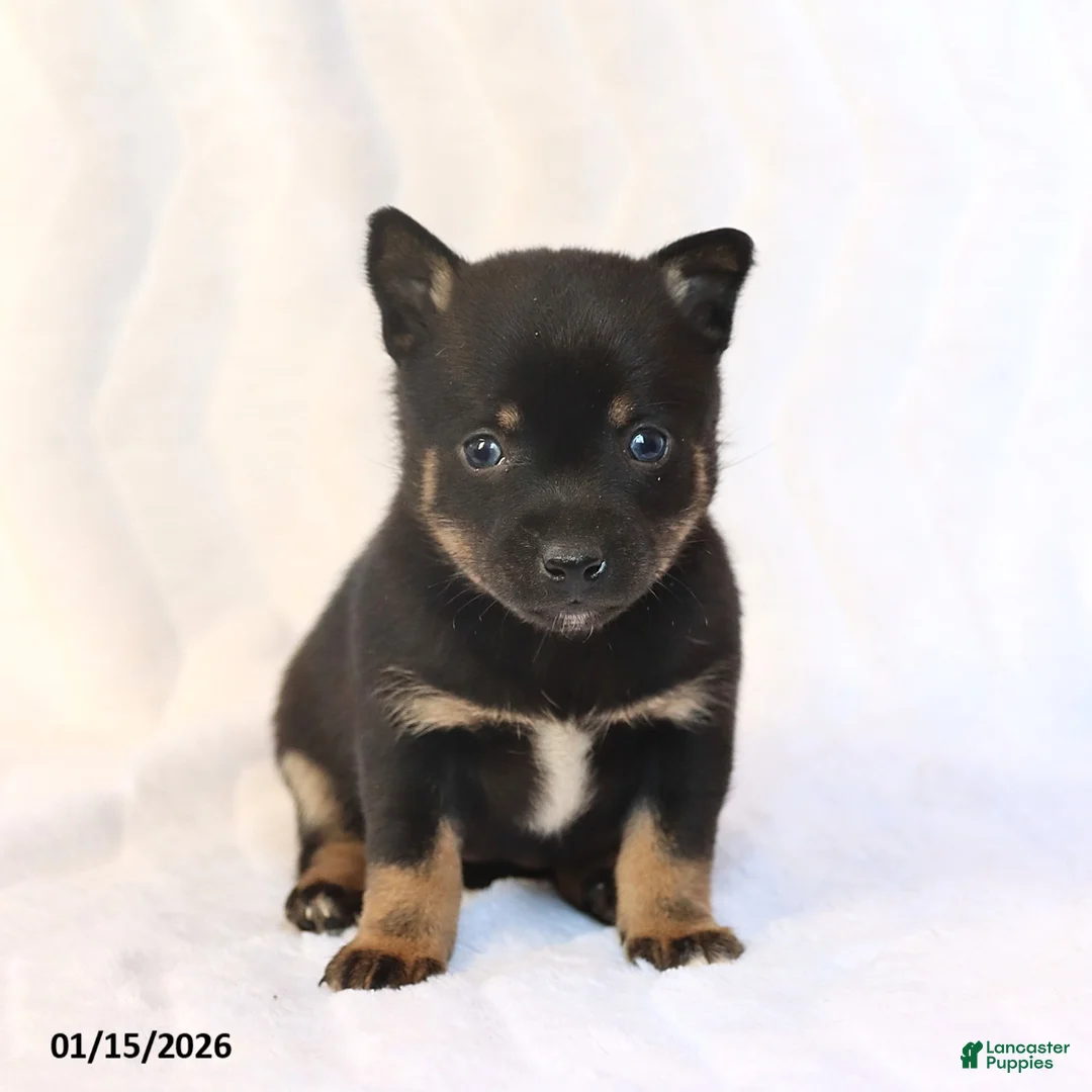 Mixed Breed dogs for sale: Kelsey - Ad 6