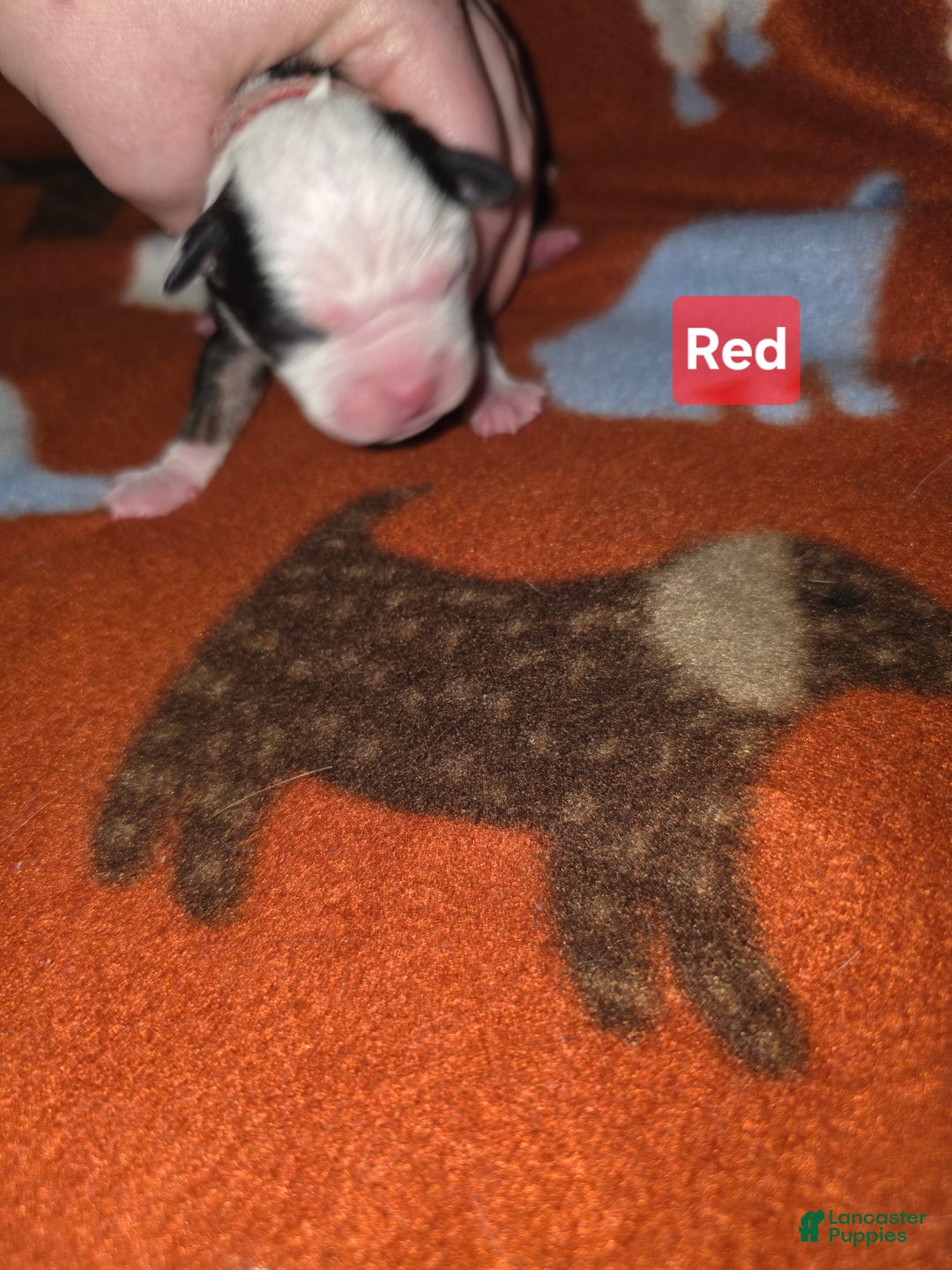 Mixed Breed dogs for sale: Red - Ad 6
