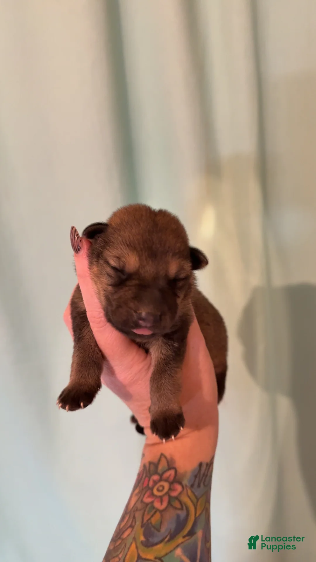 German Shepherd dogs for sale: German Shepherd 2 - Ad 1