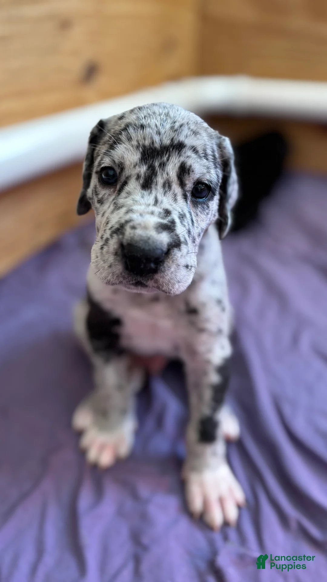 Great Dane dogs for sale: Dipper - Ad 2