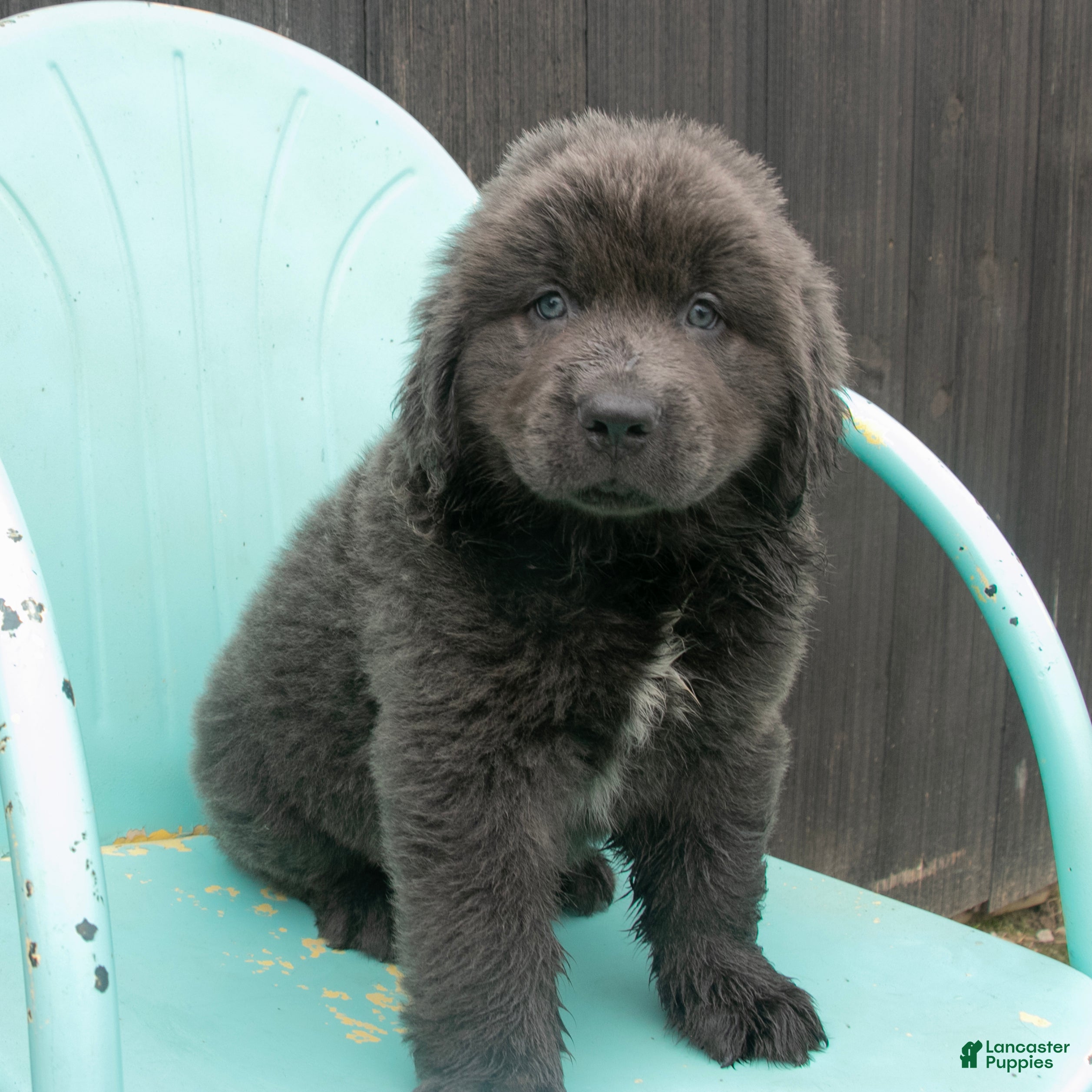 Newfoundland dogs Alex - Ad 1