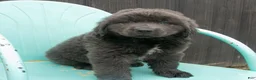 Newfoundland dogs for sale: Alex - Ad 1