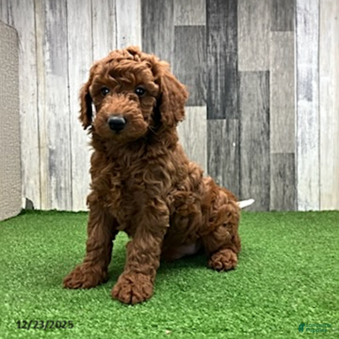 Mini Goldendoodle dogs for sale: Alex - Ad 5