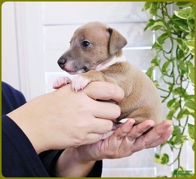 Italian Greyhound dogs VanZant - Ad 2