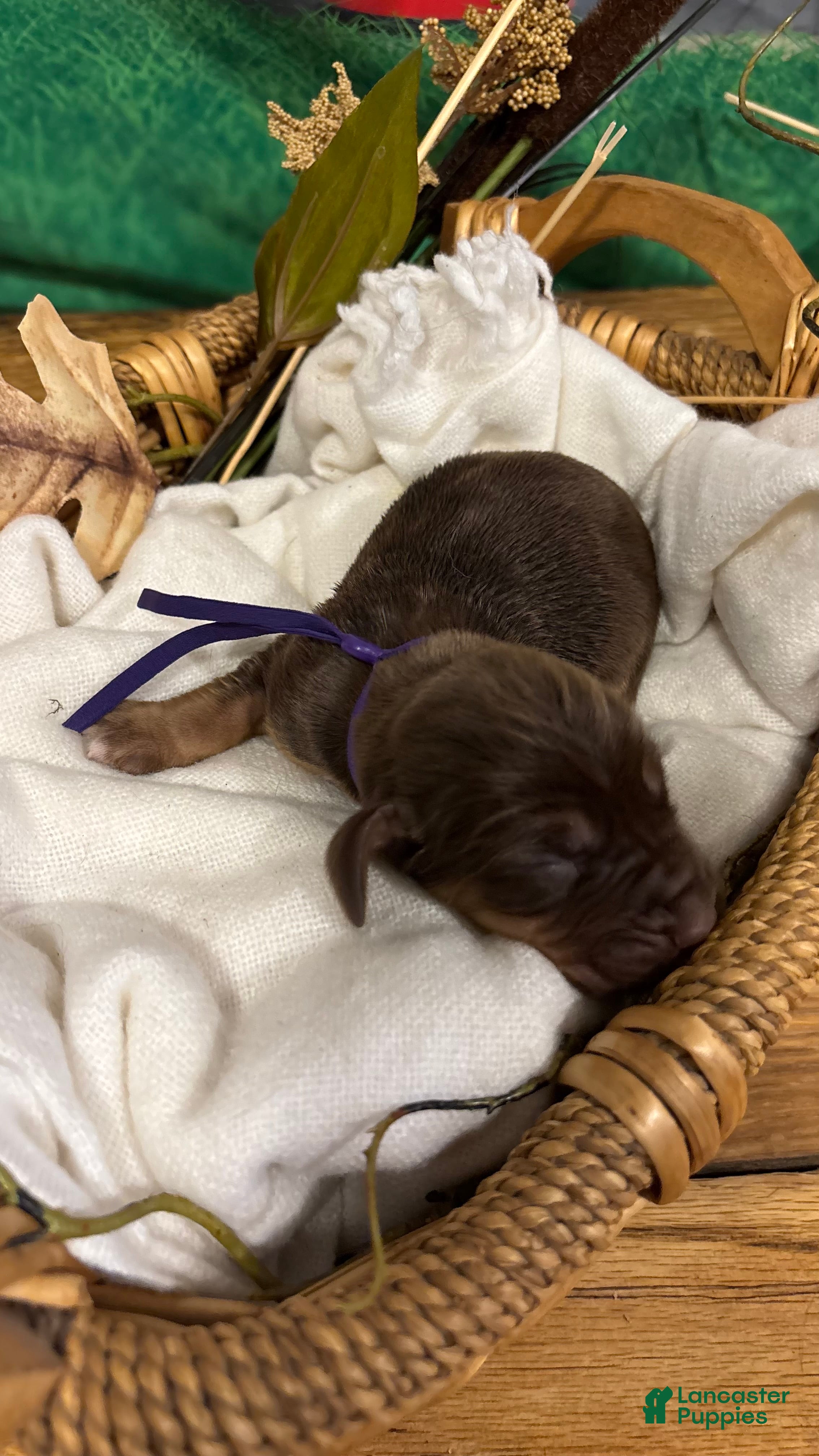 Bloodhound dogs for sale: Purple collar female - Ad 4