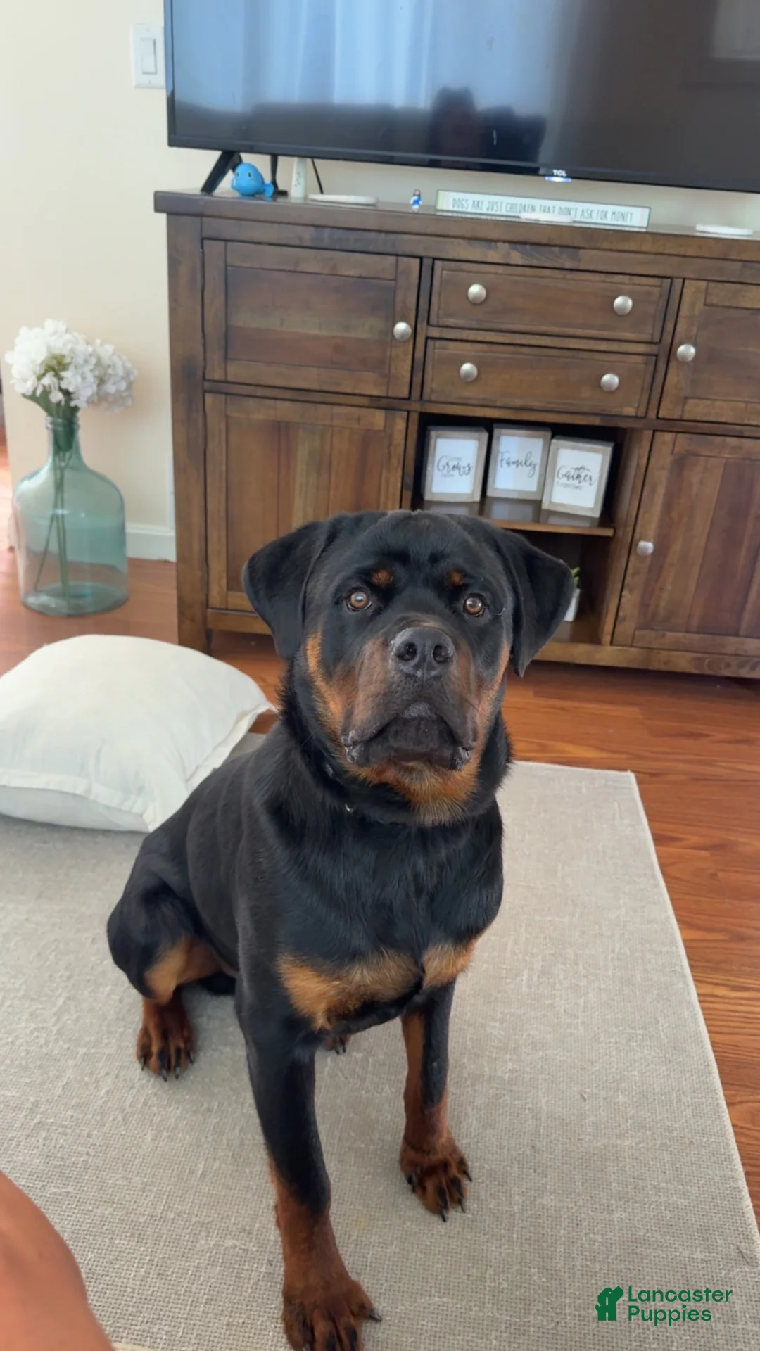 Rottweiler dogs for sale: Rottweiler 1 - Ad 2