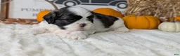 Shih Tzu dogs for sale: Kip - Ad 2