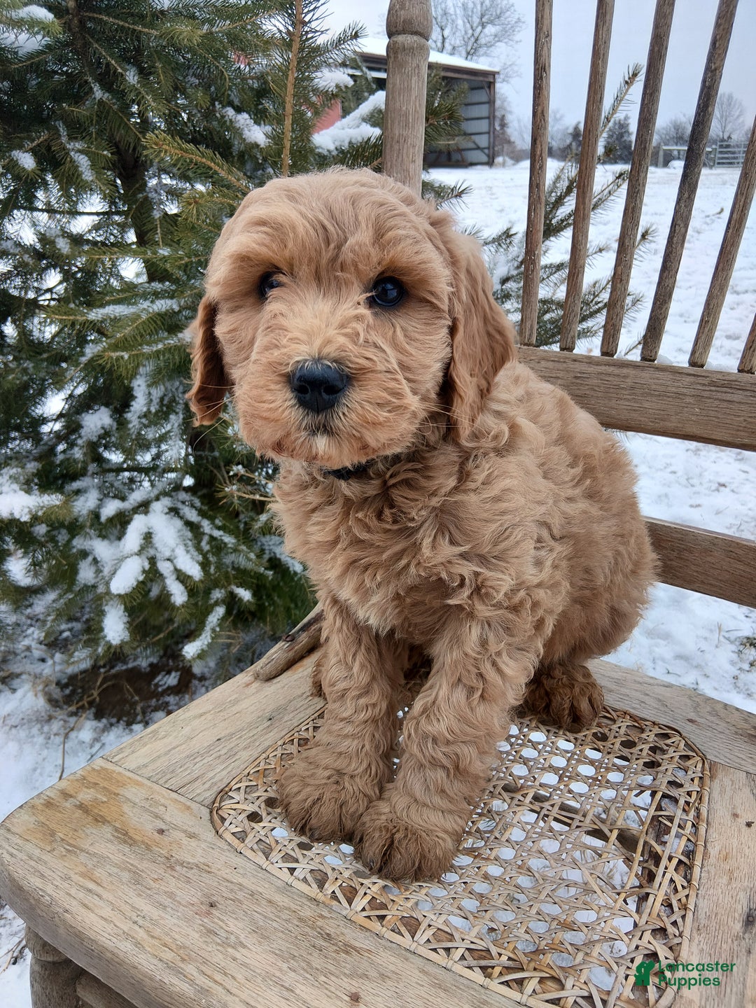 Irish Doodle dogs for sale: F1B Hunter - Ad 1