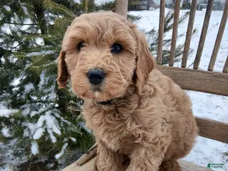 Irish Doodle dogs F1B Hunter - Ad 9