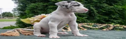 Great Dane dogs for sale: Rascal - Ad 3