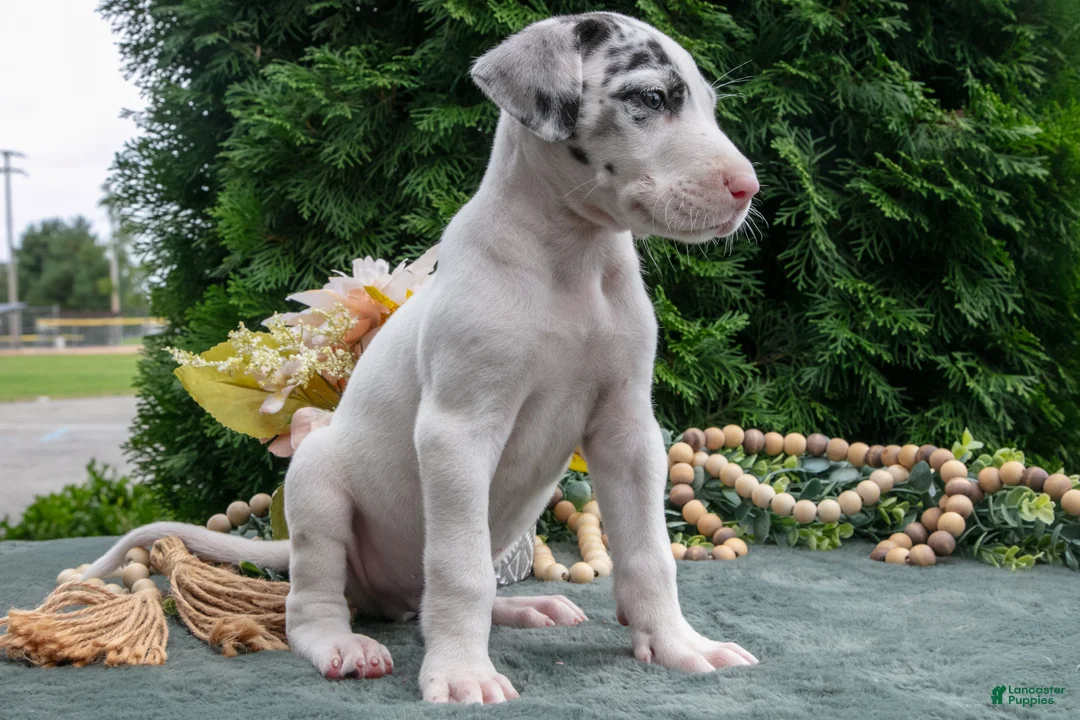 Great Dane dogs for sale: Rascal - Ad 3