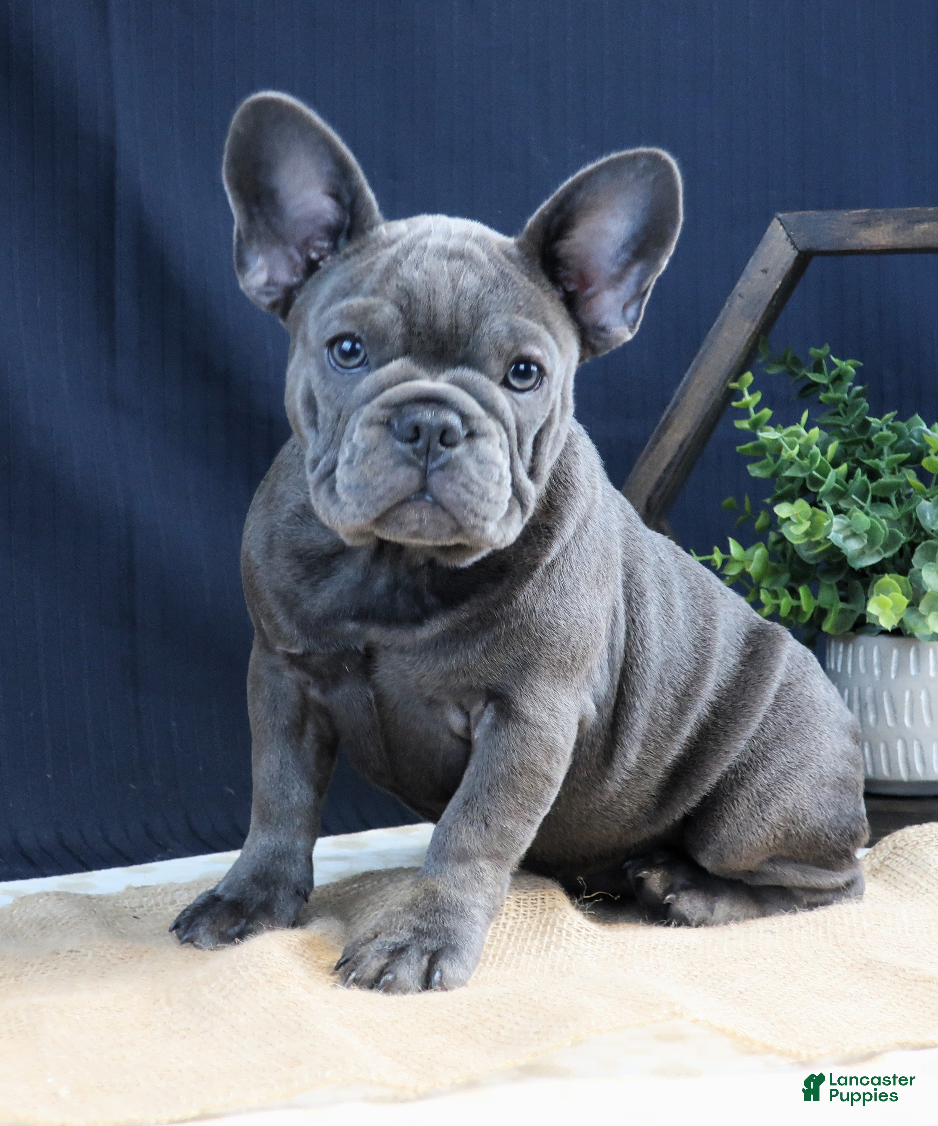 French Bulldog dogs Milli - Ad 7