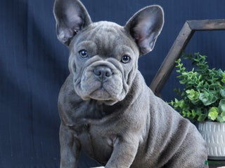 French Bulldog dogs Milli - Ad 7