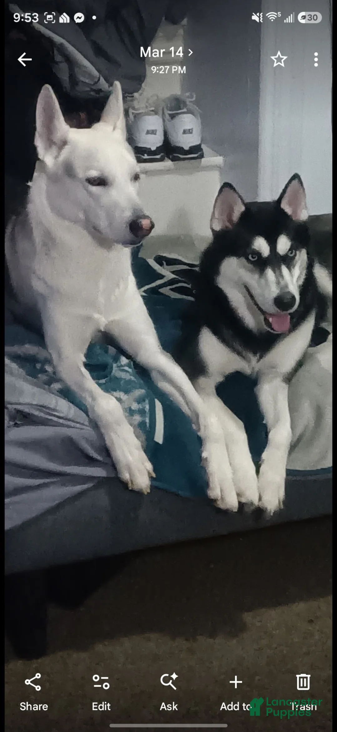 Gerberian Shepsky dogs for sale: sunny - Ad 3