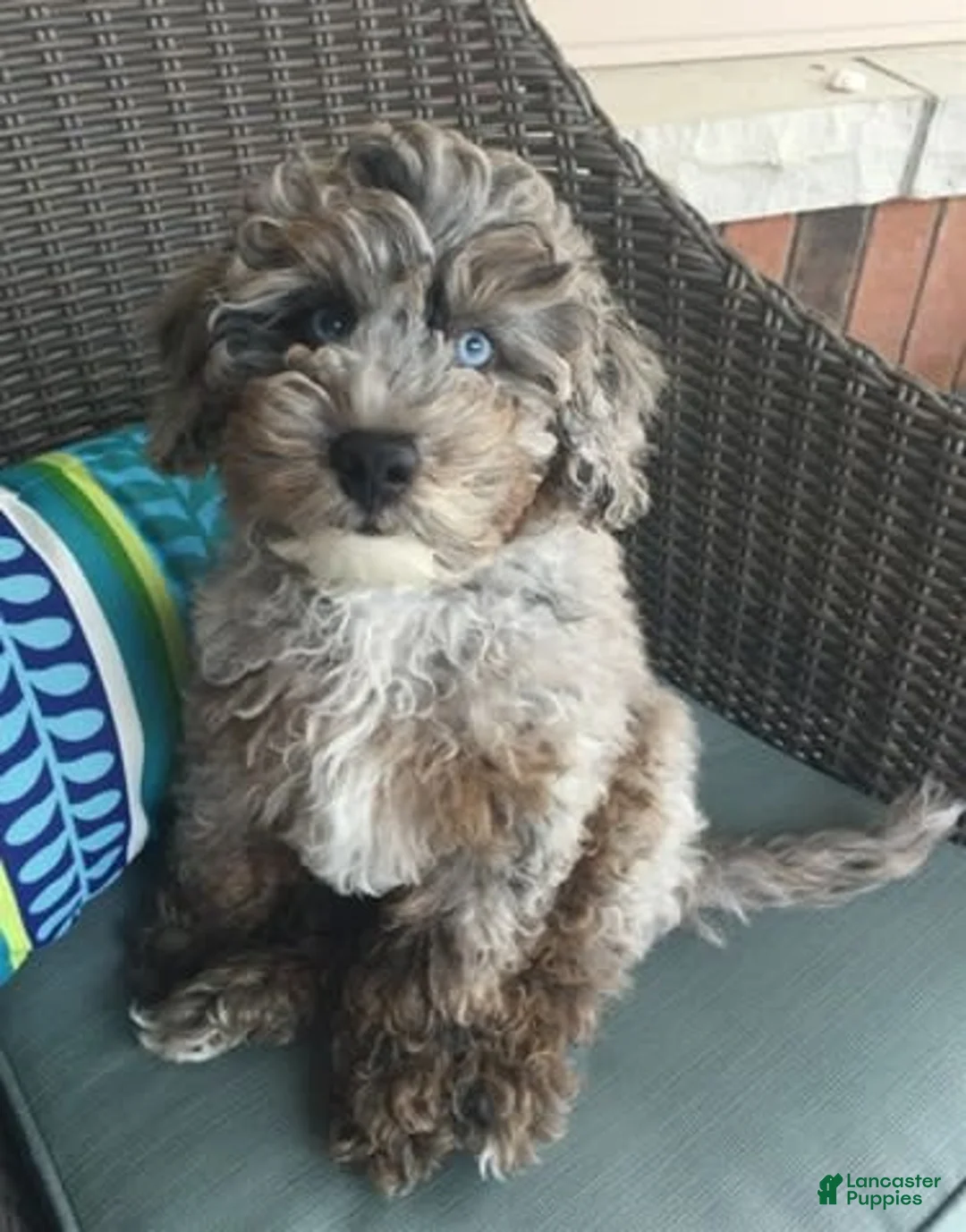 Gallery Image {{count}}