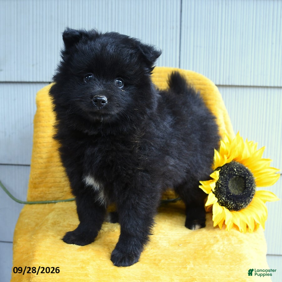 Pomeranian dogs Tootsie - Ad 2