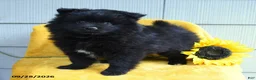 Pomeranian dogs for sale: Tootsie - Ad 2