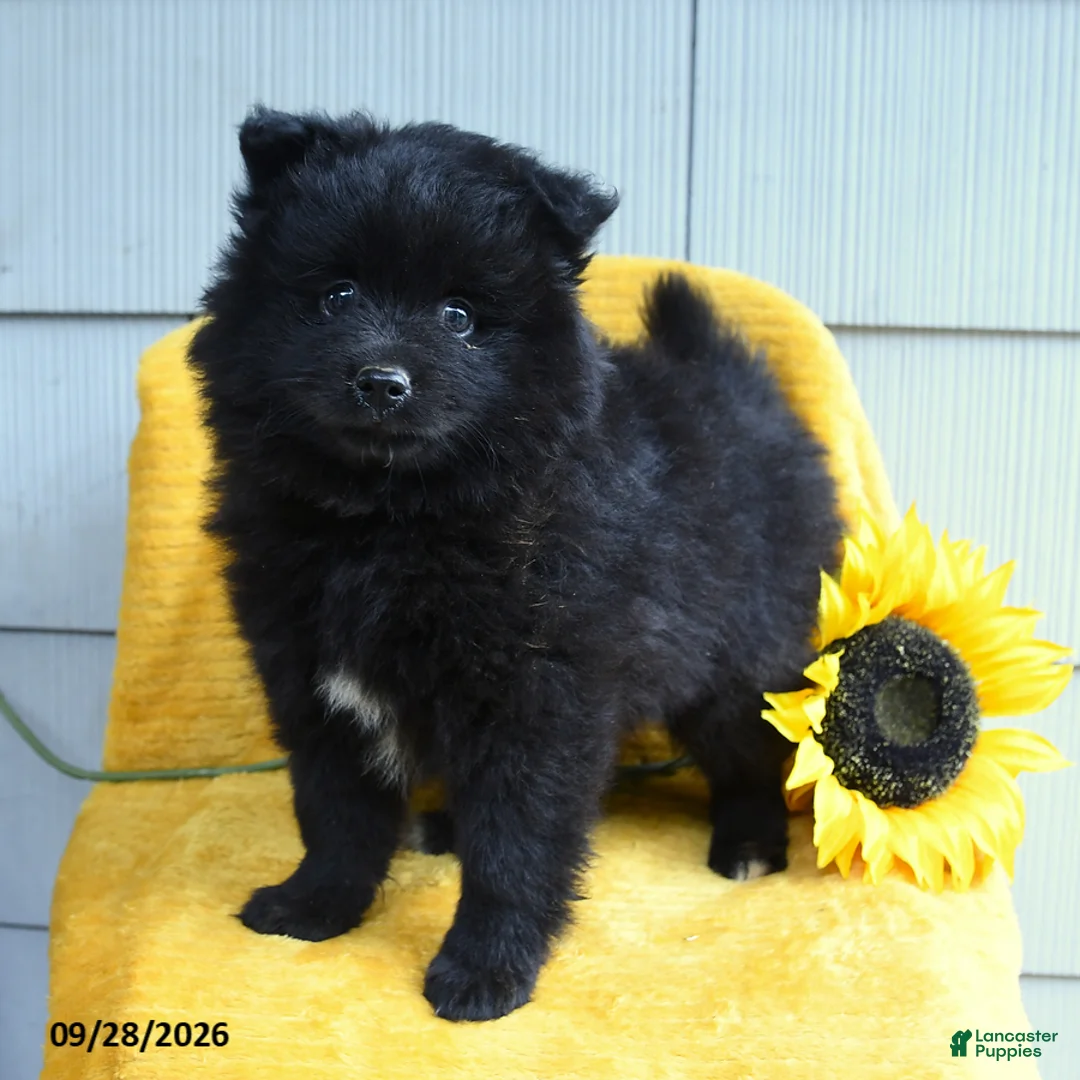Pomeranian dogs for sale: Tootsie - Ad 2
