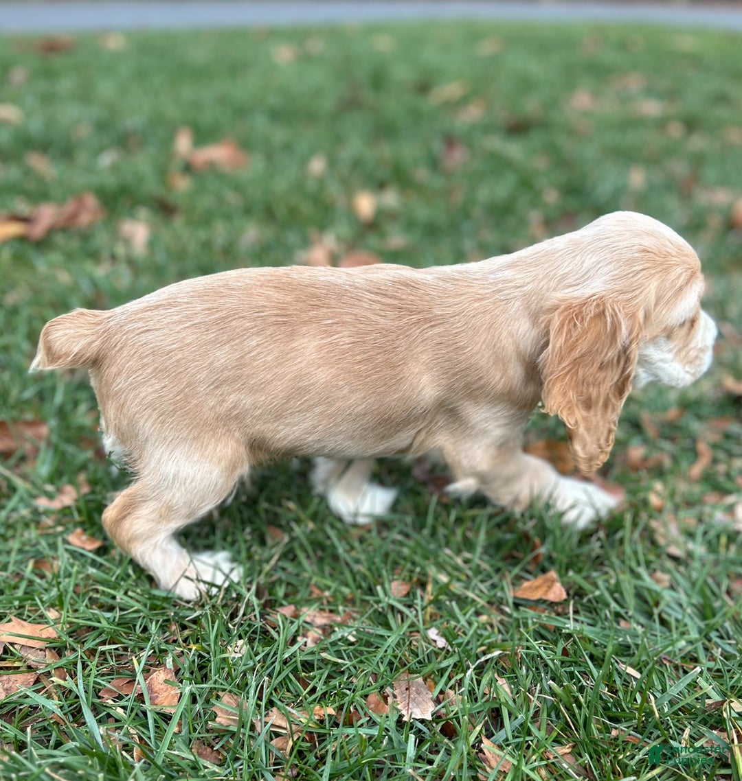 Cocker Spaniel dogs for sale: Grace - Ad 2