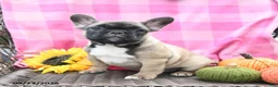 French Bulldog dogs for sale: Kayla - Ad 3