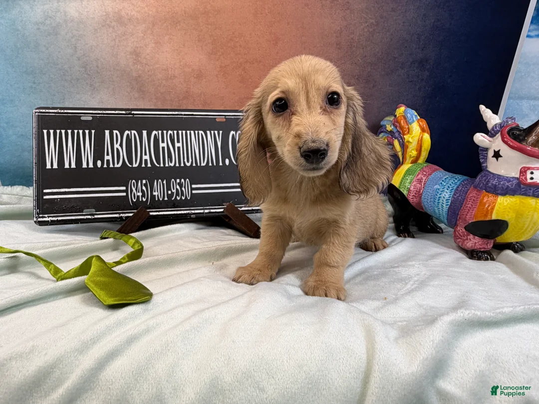 Miniature Dachshund dogs for sale: Cream boy - Ad 1