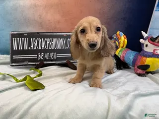 Miniature Dachshund dogs Cream boy - Ad 29