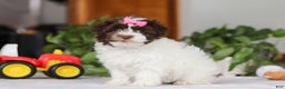Havanese dogs for sale: Violet - Ad 4