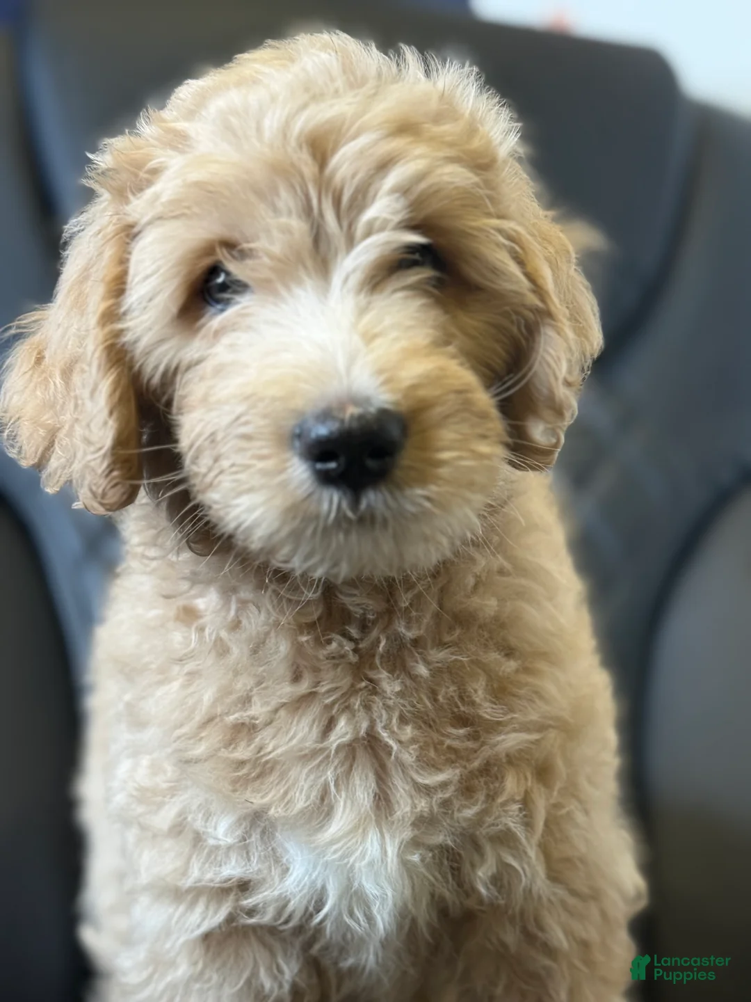 Aussiedoodle dogs for sale:  Date - Ad 2