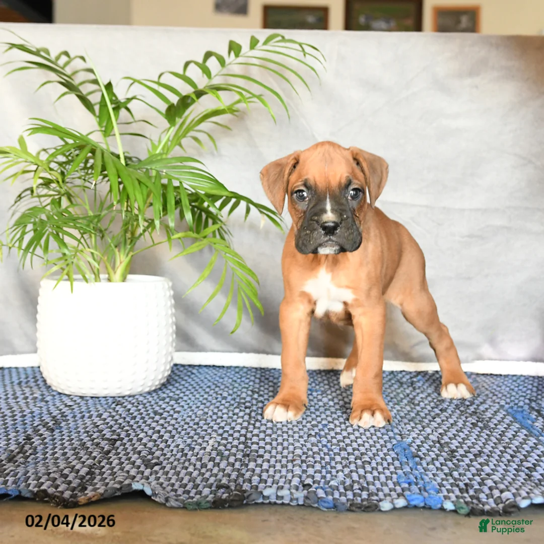 Boxer dogs for sale: Rudy - Ad 3
