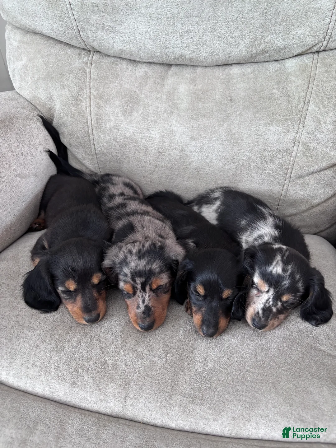 Miniature Dachshund dogs for sale: Miette - Ad 10