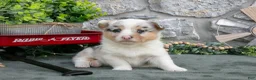 Welsh Corgi Pembroke dogs for sale: Indy - Ad 2