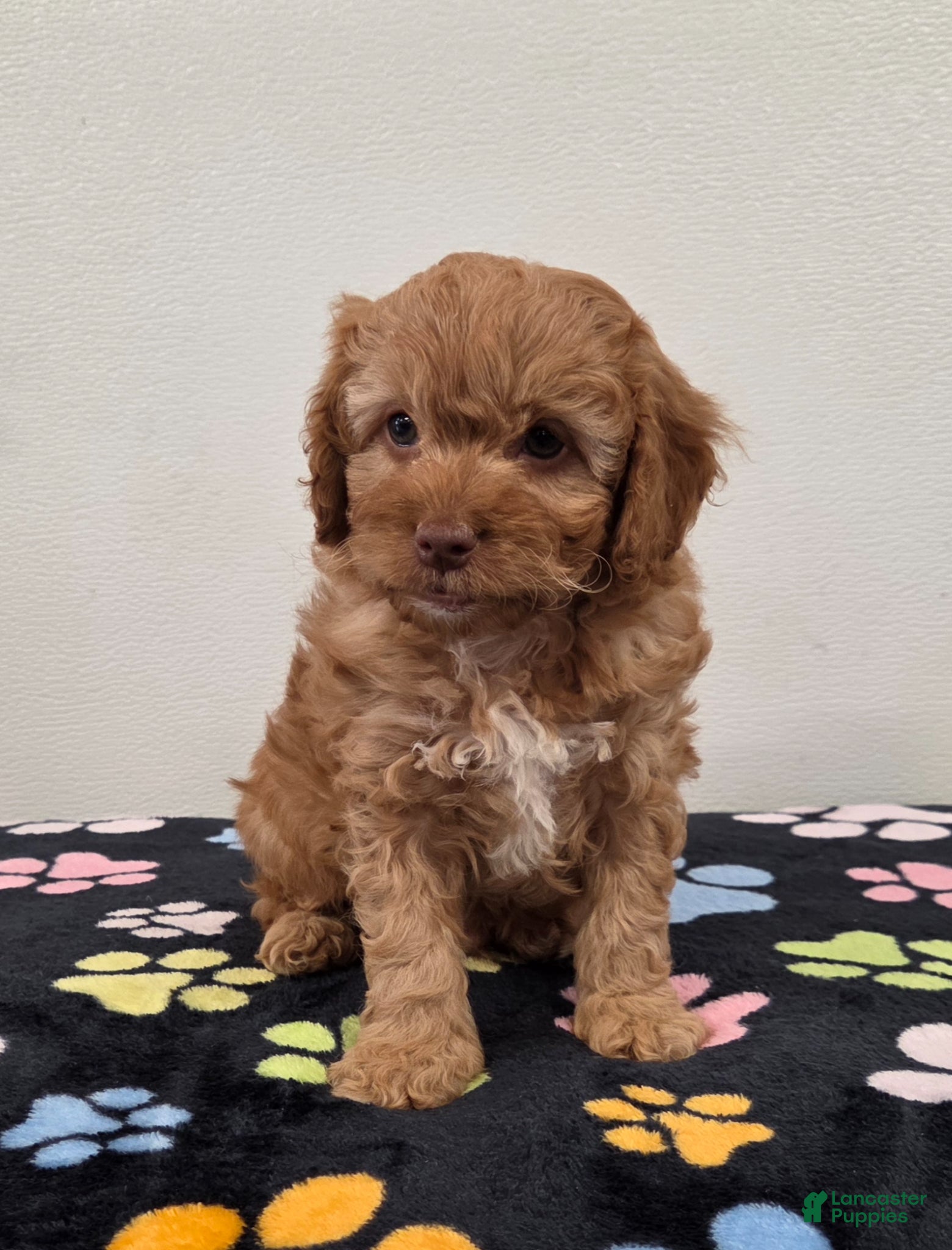 Cavapoo dogs Bailey - Ad 2