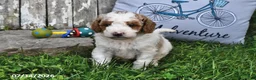Goldendoodle dogs for sale: Drew - Ad 5