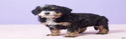 Mini Bernedoodle dogs for sale: Waffles - Ad 9