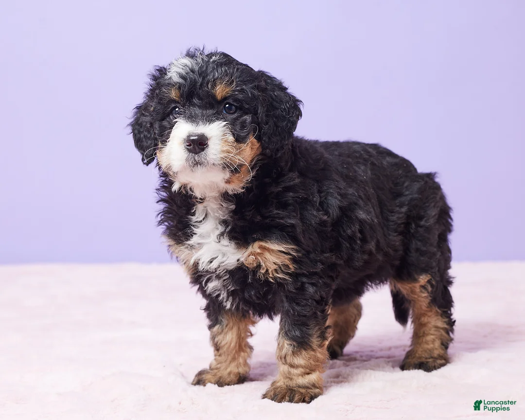 Mini Bernedoodle dogs for sale: Waffles - Ad 9