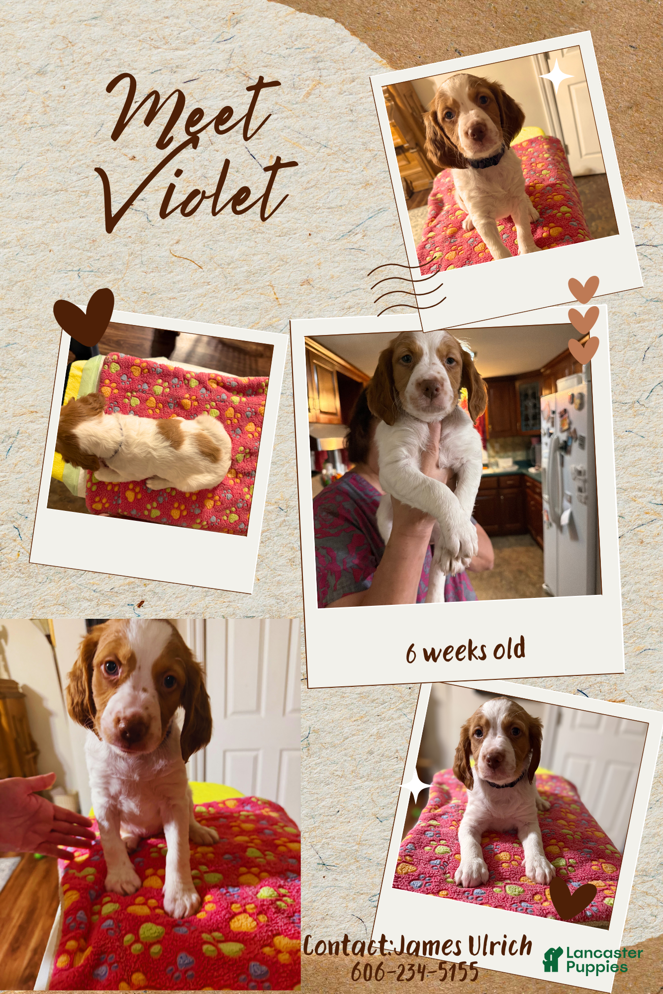 Brittany Spaniel dogs Brittany Spaniel 5 - Ad 1