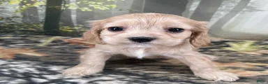 Cockalier 2