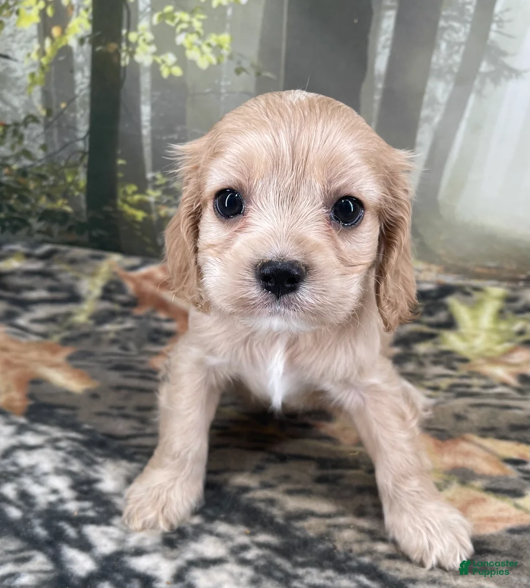 Cockalier dogs for sale: Cockalier 2 - Ad 1