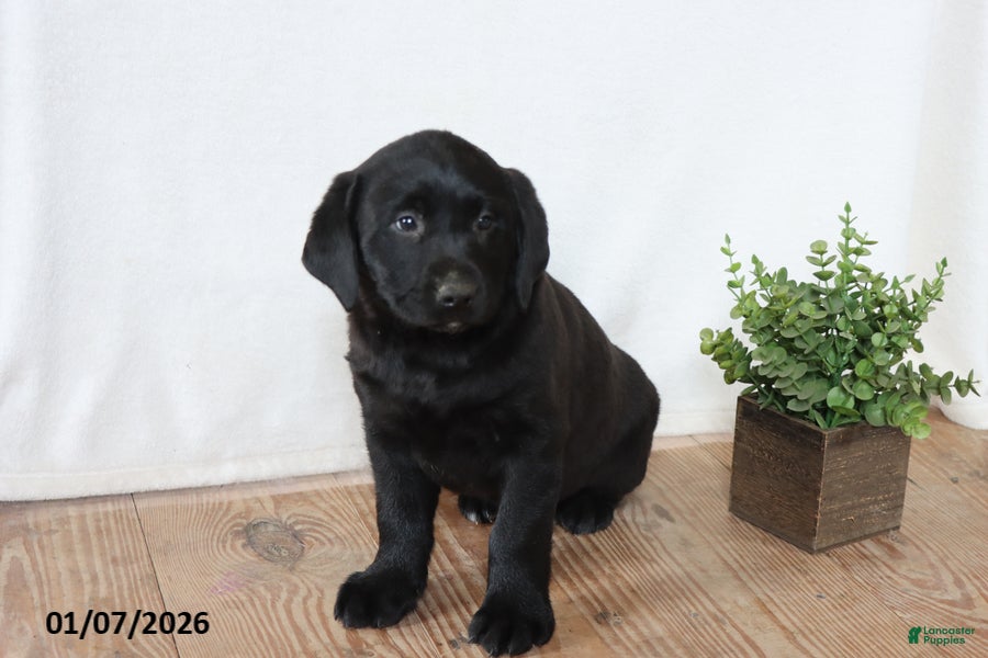 Labrador Retriever dogs Pansy - Ad 31