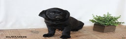 Labrador Retriever dogs for sale: Pansy - Ad 1