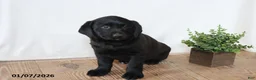 Labrador Retriever dogs for sale: Pansy - Ad 6