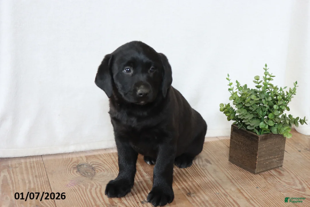 Labrador Retriever dogs for sale: Pansy - Ad 6