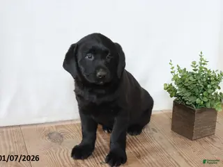 Labrador Retriever dogs Pansy - Ad 14