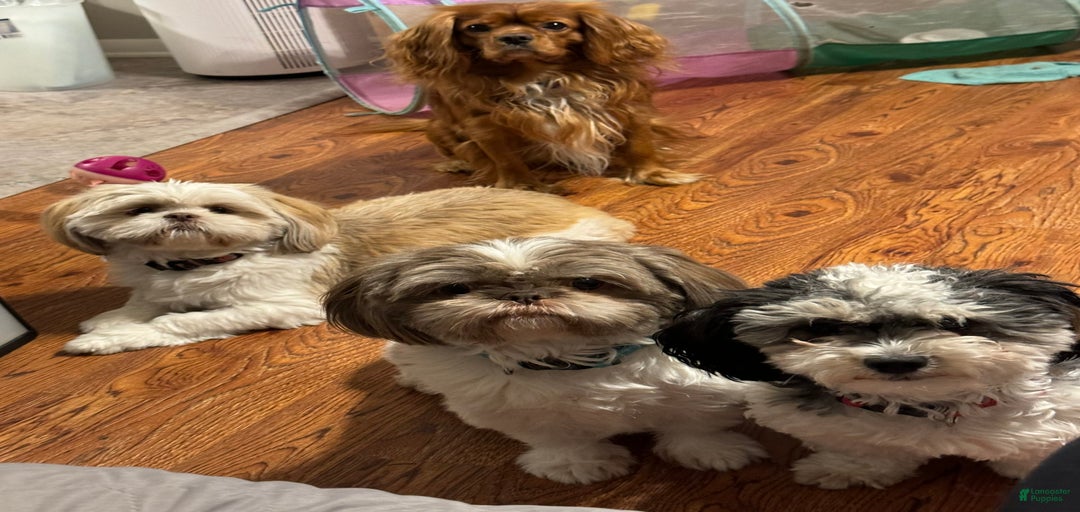 Gallery Image {{count}}